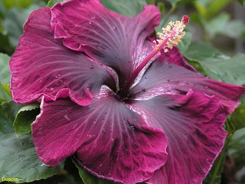 Como você pode cuidar de hibiscos