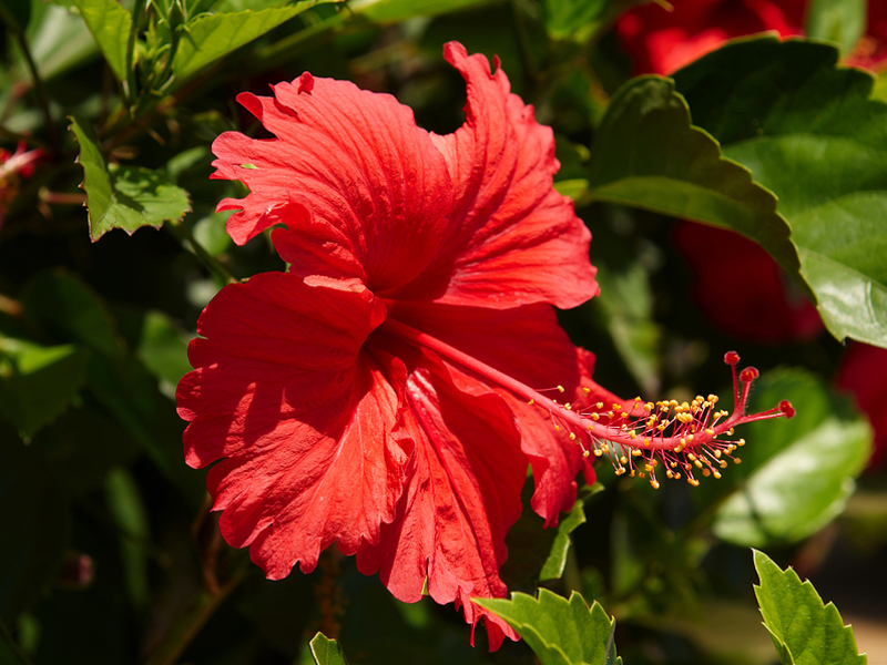 Hibiskus uliczny