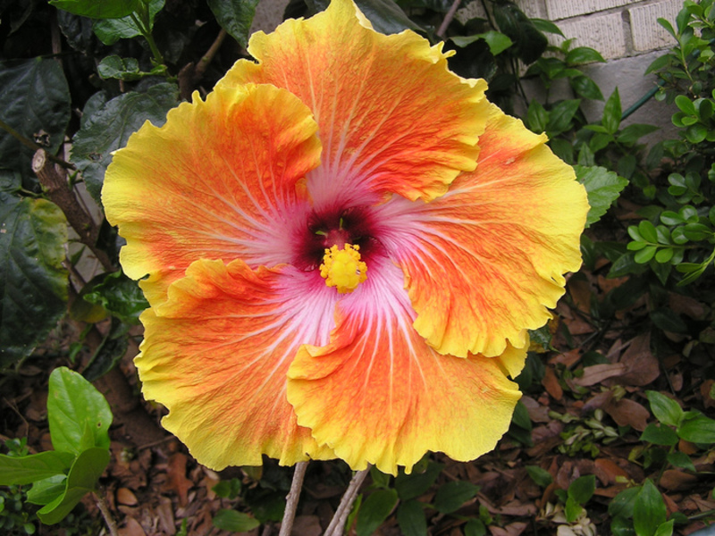 Puting hibiscus