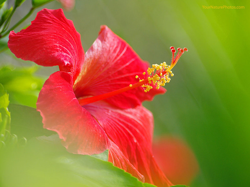 Rød hibiskus