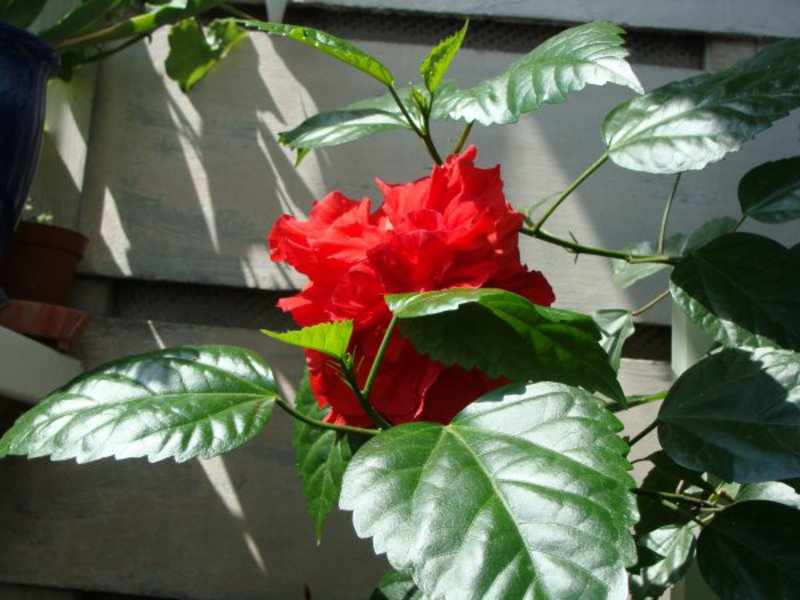 Hibisco de rua