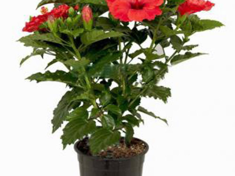 Lumalagong hibiscus