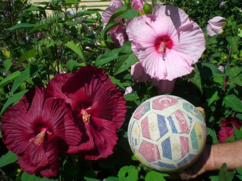 Inicio flores hibisco