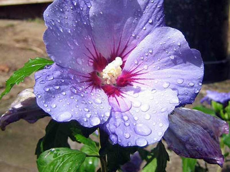 Hibiscus-lajit