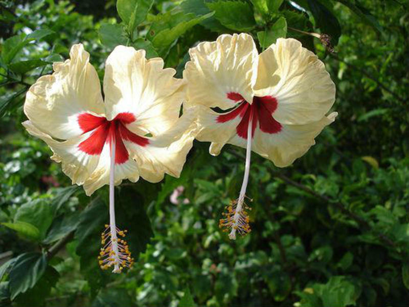 Blomstringsperiode for hibiskus