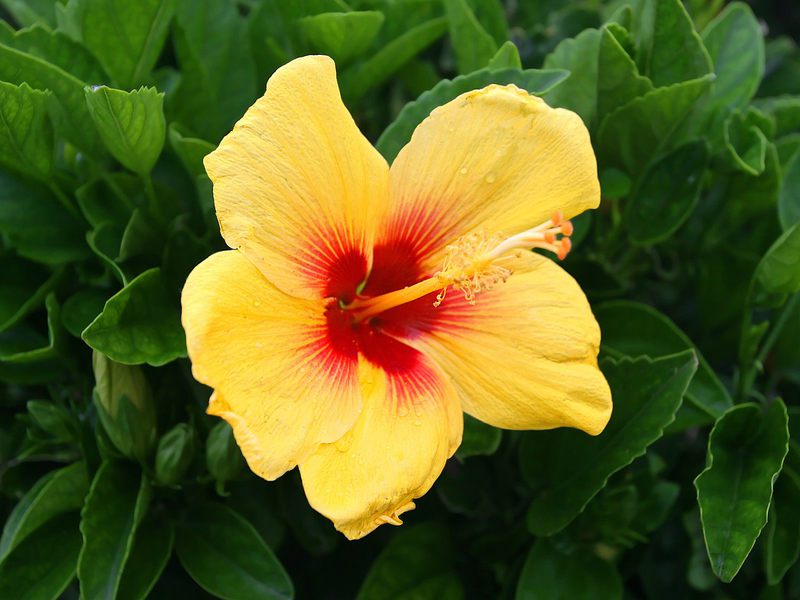 Hvordan hibiskus blomstrer