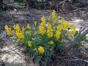 Corydalis berlubang.