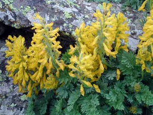 Corydalis com flores grandes e amarelas.