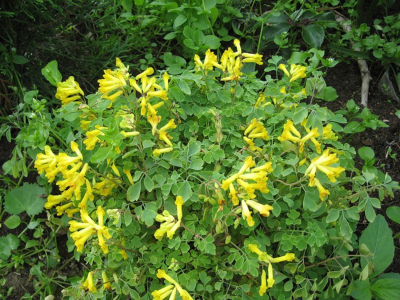 Corydalis en flor