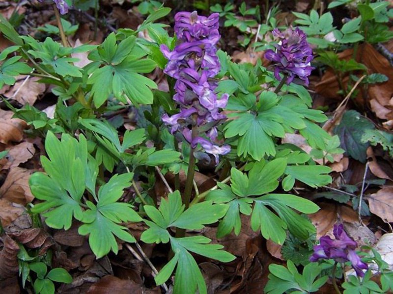 พืช Corydalis