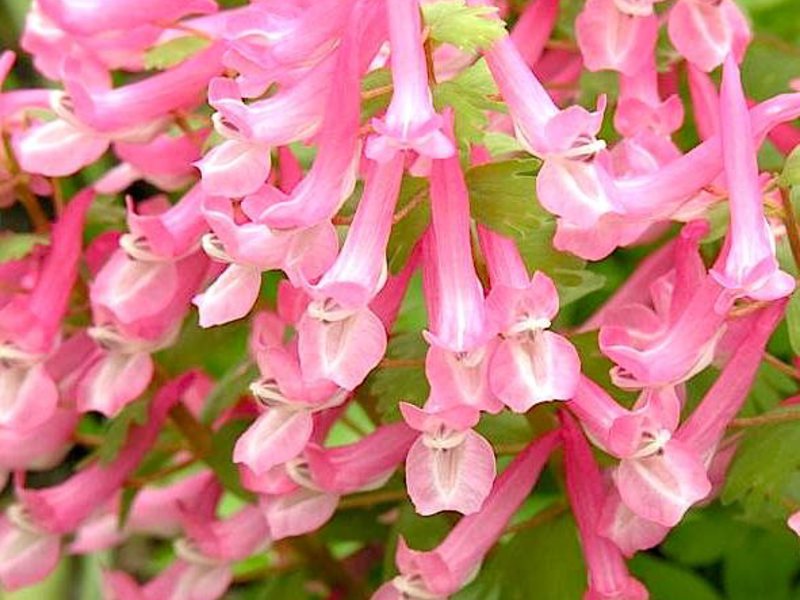 Corydalis - الجمال الرائع لزهور الربيع