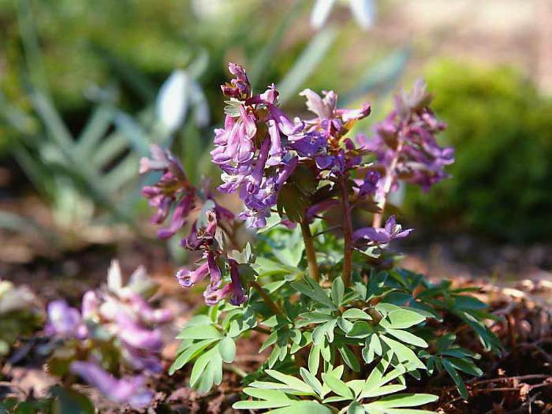 Corydalis-lajikkeet