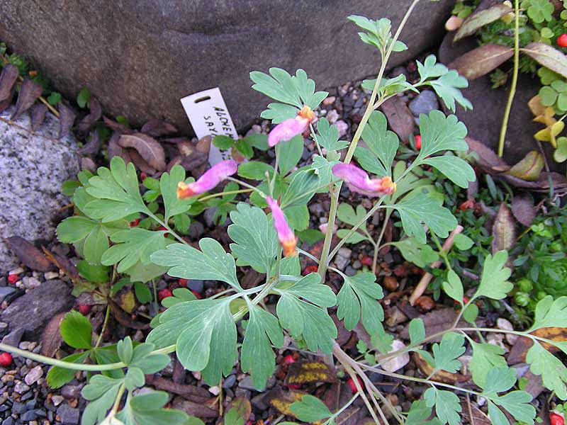 Paglalarawan ng planta ng tuktok