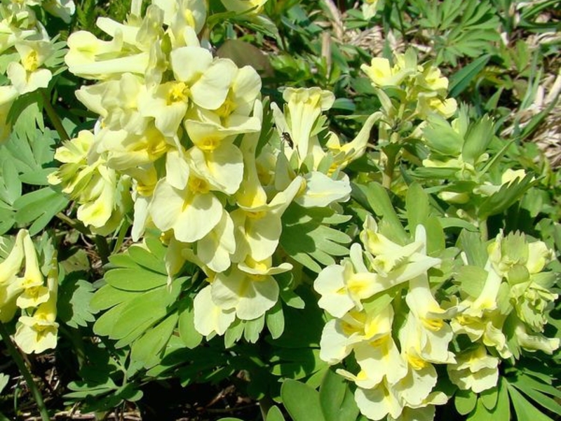 Corydalis grootbloemig met gele bloemen.