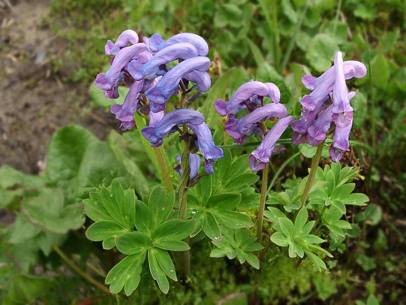 Corydalis buit