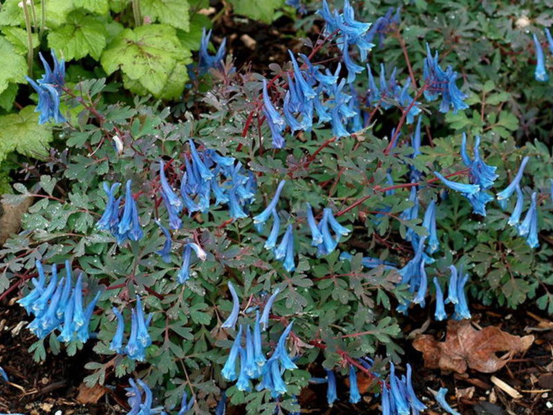 فترة ازدهار Corydalis