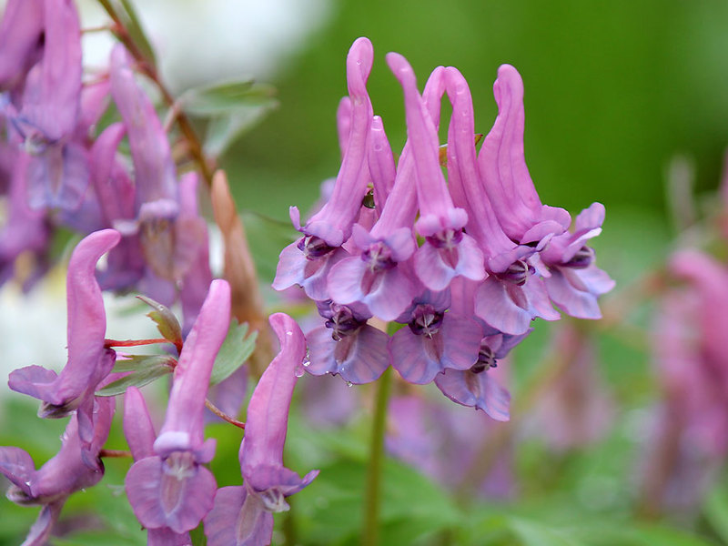 Een van de korte groeiseizoenen van bloemen is de Corydalis