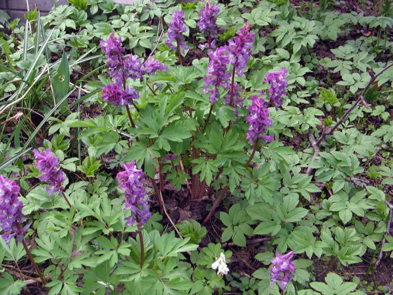 ما هي أنواع corydalis