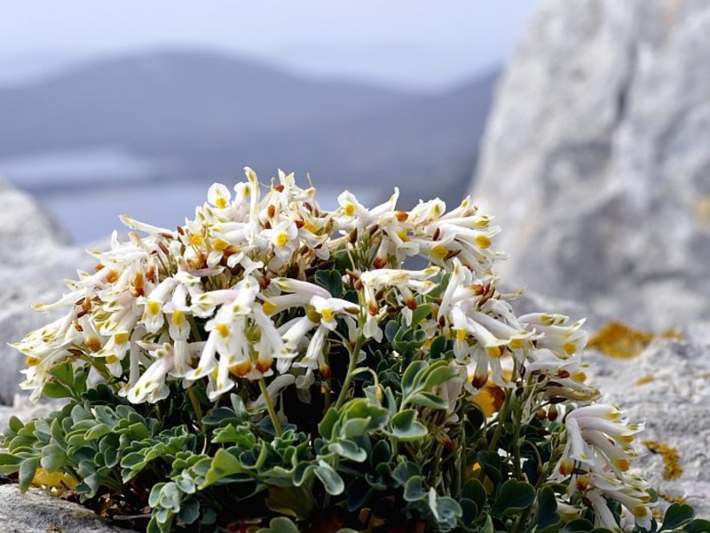 Corydalis je šupalj.