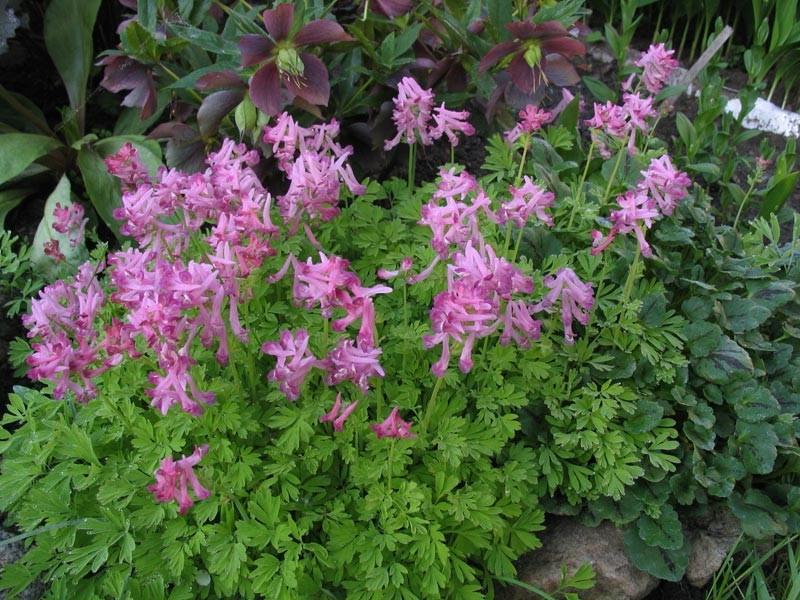 Halaman ng Corydalis.