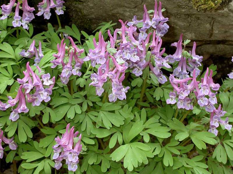 Kuinka kauan corydalis kukkii