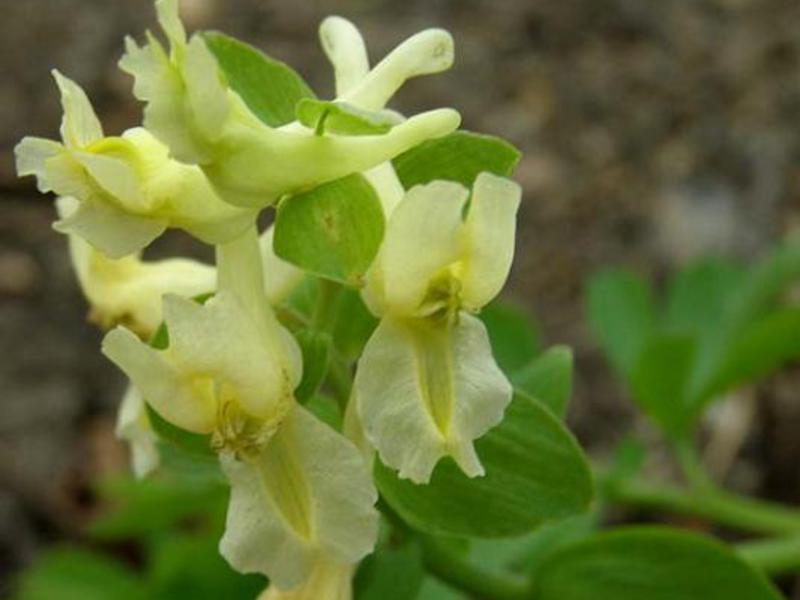 Corydalis - išskirtinis pavasario gėlių grožis