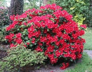 Wie sieht eine Rhododendronblume aus?