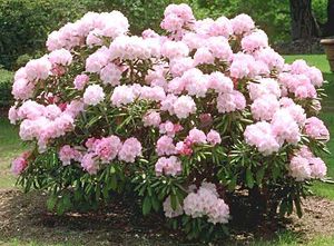 Regeln für das Pflanzen und Pflegen von Rhododendron