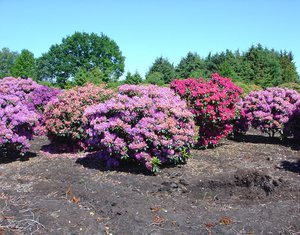 Cara merawat rhododendron dengan betul