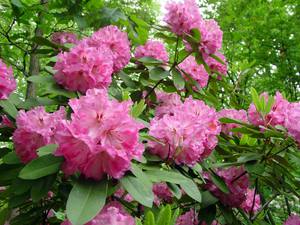 Rododendron Azaleja.