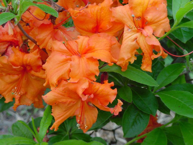 Rhododendron termesztése a kertben