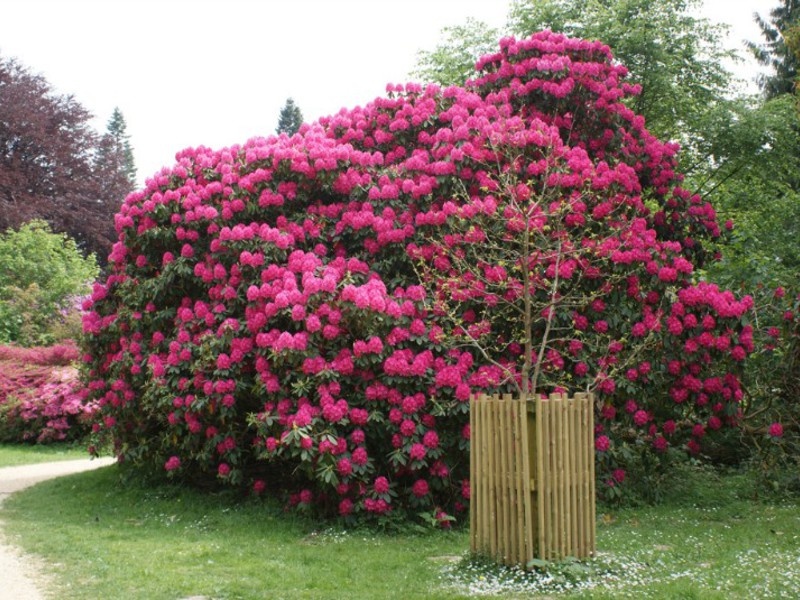 Rhododendron Blumenname