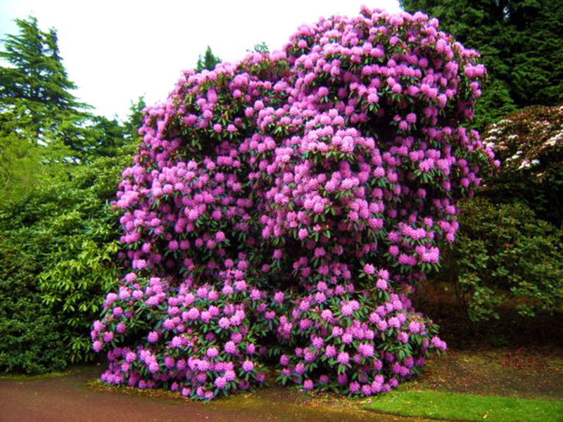 Variétés de rhododendron