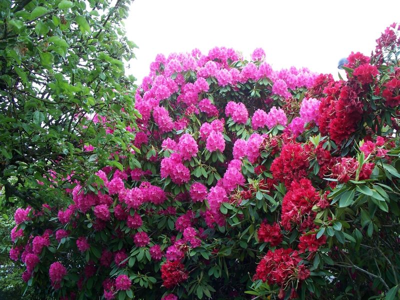 Rhododendron-Arten