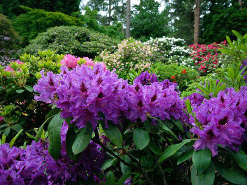 Formation and transplantation of rhododendron