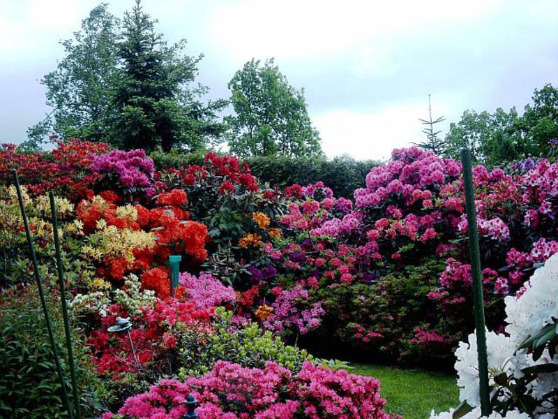 Vorming van een rododendronstruik