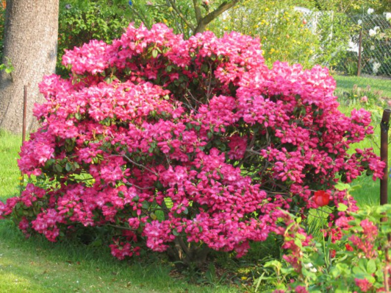 Rhododendron rózsaszín