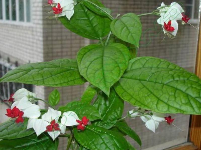 Interiérové ​​kvety clerodendrum