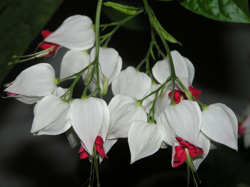 Rodzaje clerodendrum roślin