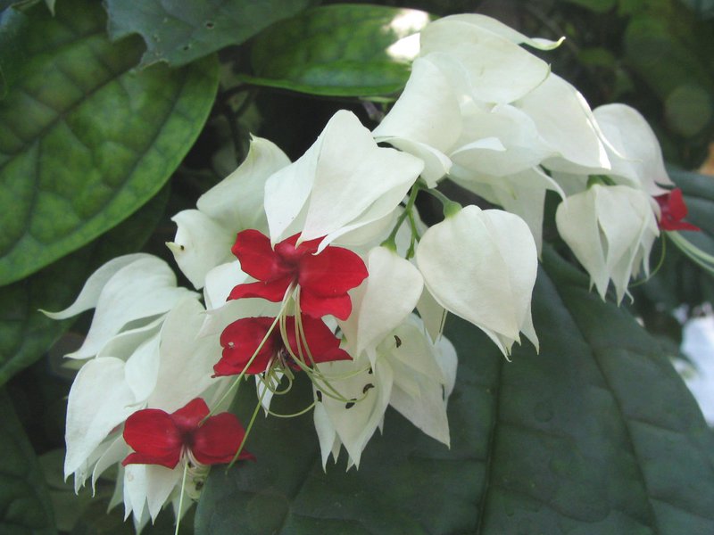 Clerodendrum-kukkien hoito