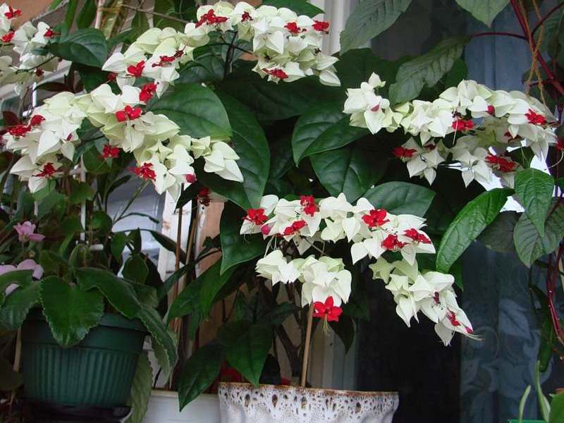 Clerodendrum Φιλιππίνων