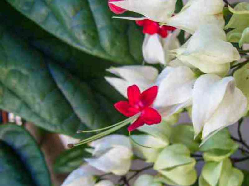 Rootowanie clerodendrum