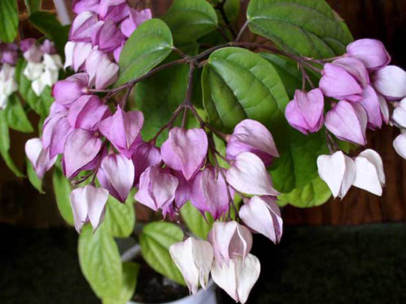 Clerodendrum caseiro