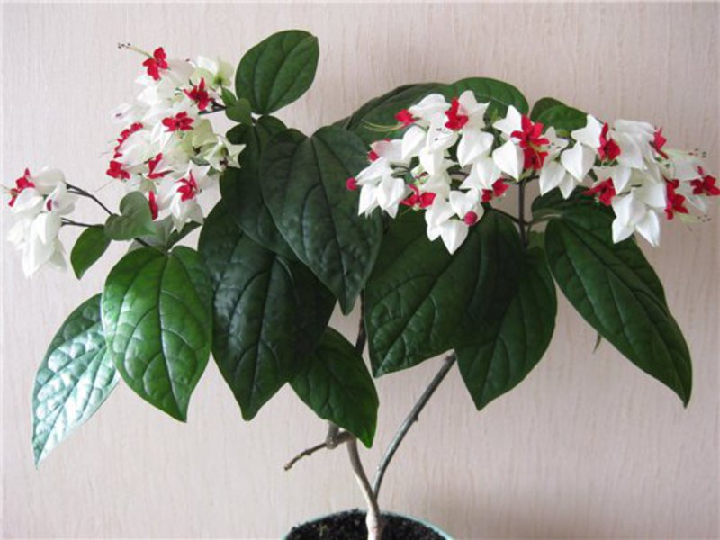 Clerodendrum de flores de interior