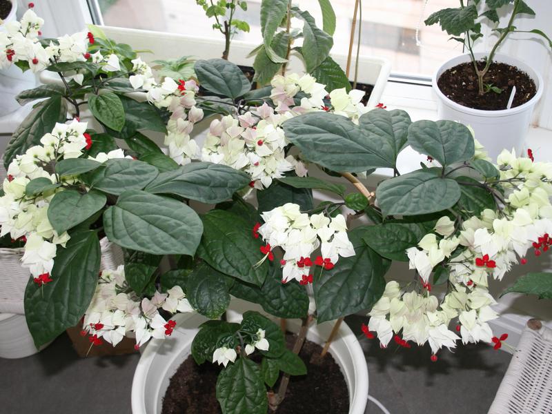 Penanaman dan penjagaan Clerodendrum