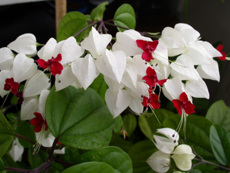 Como o clerodendrum floresce