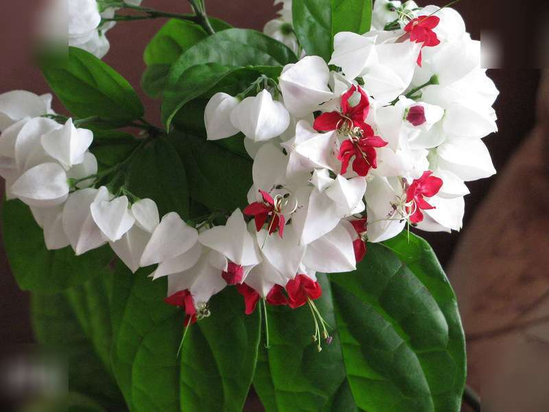 Wie man Clerodendrum von anderen Blüten unterscheidet