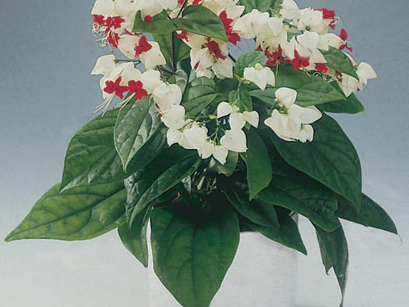 Clerodendrum-hoito