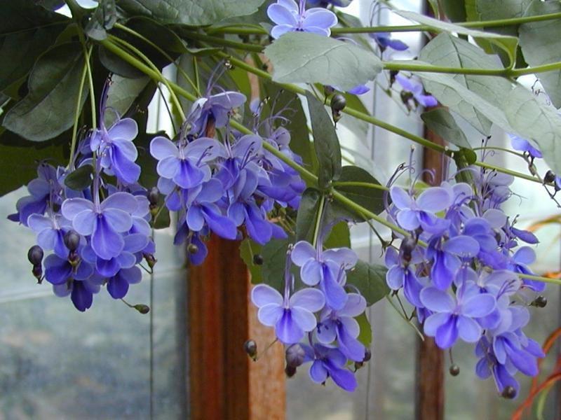 كم من الوقت تعيش زهرة Clerodendrum؟