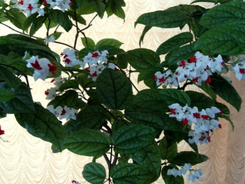 زراعة زهرة clerodendrum في المنزل